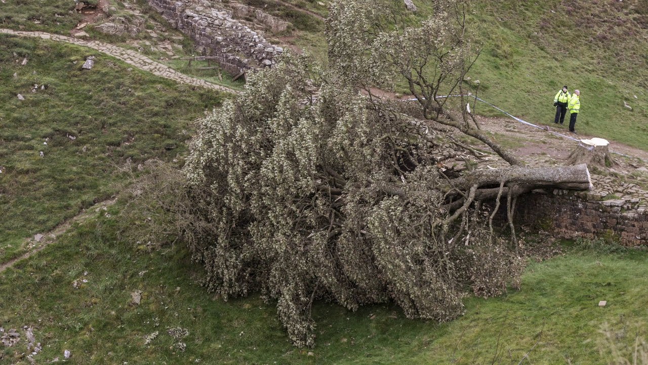 16-Jähriger fällt berühmten 'Robin Hood'-Baum