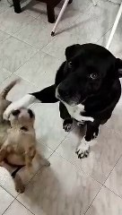 La représentation parfaite d’avoir des frères et sœurs