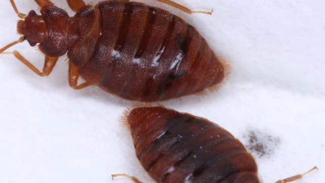 Invasion de punaises de lit : comment les reconnaître et pourquoi elles prolifèrent autant ?