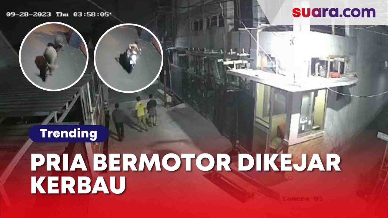 Momen Kejar-Kejaran Pria dan Kerbau ini Bikin Heboh, Warganet: Lumayan Olahraga Malam