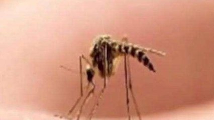 కాకినాడ: జిల్లాలో డెంగ్యూ భయం