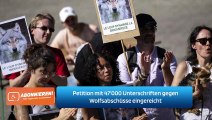 Petition mit 47'000 Unterschriften gegen Wolfsabschüsse eingereicht