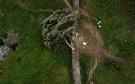 L’un des arbres les plus connus du Royaume-Uni délibérément abattu, un adolescent interpellé