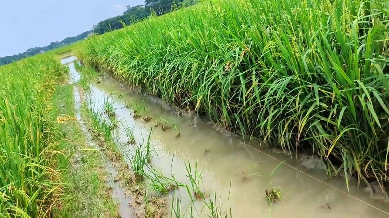 বৃস্টিতে কারেন্ট জাল দিয়ে মাছ ধরা _ Amazing Current Net Fishing in