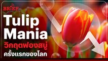 Tulip Mania วิกฤตฟองสบู่แตกครั้งแรกของโลก | #beartaiBRIEF