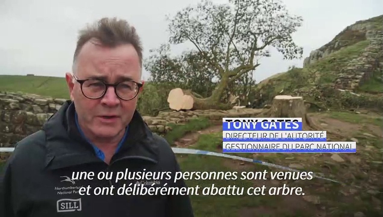 Tristesse au Royaume-Uni après l'abattage de l'un des arbres les plus célèbres du pays