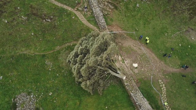 Tristesse au Royaume-Uni après l'abattage de l'un des arbres les plus célèbres du pays