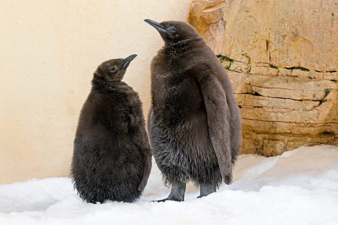 Tiergarten Schönbrunn freut sich über Nachwuchs bei Königspinguinen