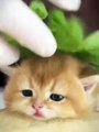 Cat Funny Moments | Animals Funny Moments | Beautiful Pets | Cute Pets | Animals Satisfying Videos #