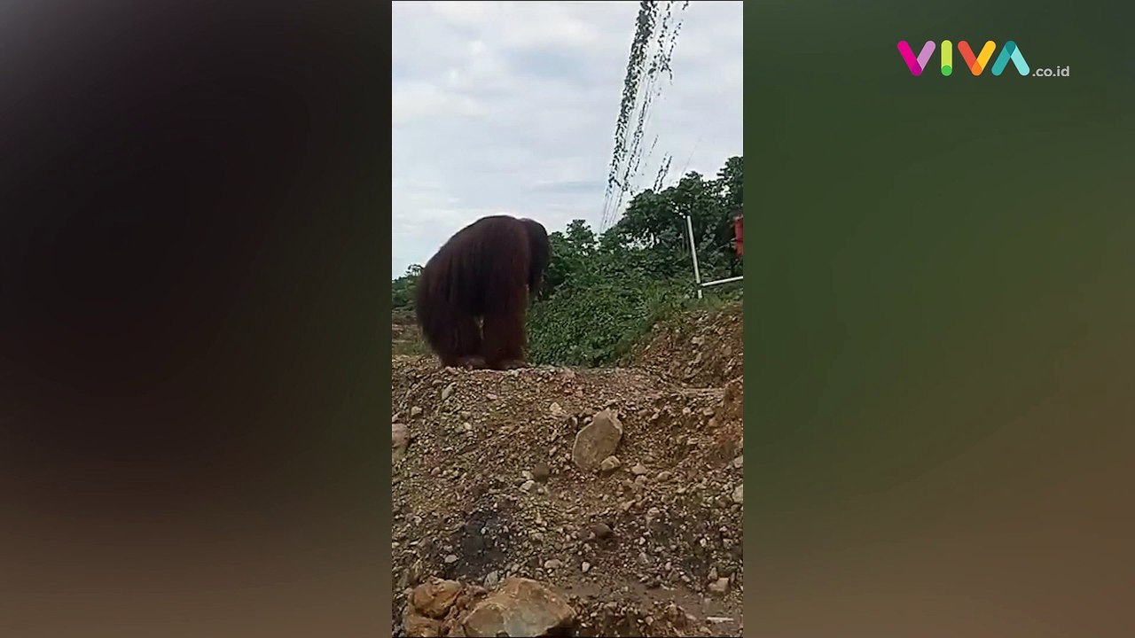 VIDEO Orang Utan Jadi Bulan-bulanan Pekerja Tambang