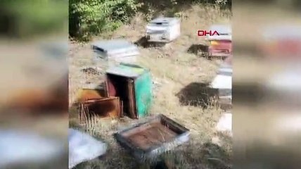 Mahalleye inen ayılar, arı kovanlarını parçaladı
