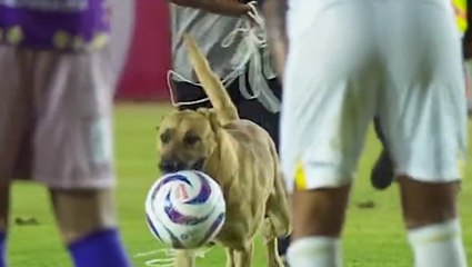 Dog chased around pitch during Mexican football game after stealing ball