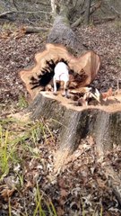 Tree Sawed Down After Dog Gets Stuck Inside