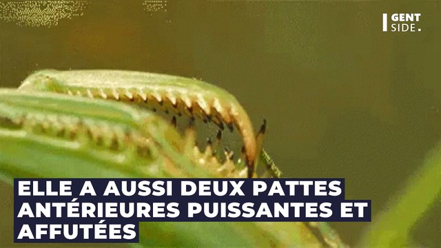 Les capacités redoutables de la mante religieuse, l'insecte le plus agressif du monde