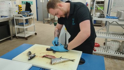 Découverte Nausicaa dans les pas d'un soigneur - le requin zèbre