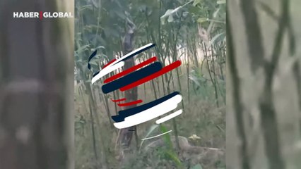 'Dünyanın en büyük anakondası' sosyal medyayı salladı: Ağaçtan böyle düştü!