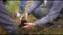 Foresta degli Innovatori, 1000 alberi piantati: riforestare Dolomiti