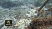 tn7-arrecifes-coralinos-afectados-por-altas-temperaturas-por-fenomeno-del-niño-290923