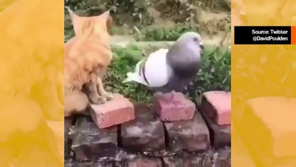 Kuka voittaa taistelun pulun ja kissan välillä? Katso video