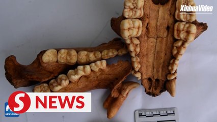 Giant panda remains discovered in Asia's longest cave