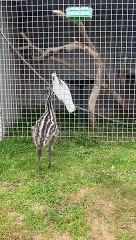 Bébé Emu est le meilleur ami du cacatoès