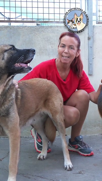 La Protectora podría llegar al colapso por el bloqueo de las adopciones de animales a Francia