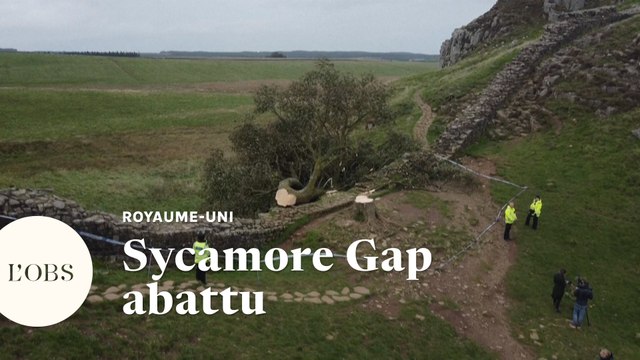 L'arbre de Robin des Bois, le plus célèbre d'Angleterre, a été abattu