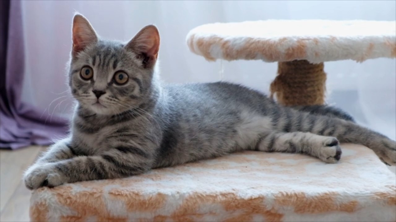 Katze frisst toten besitzer
