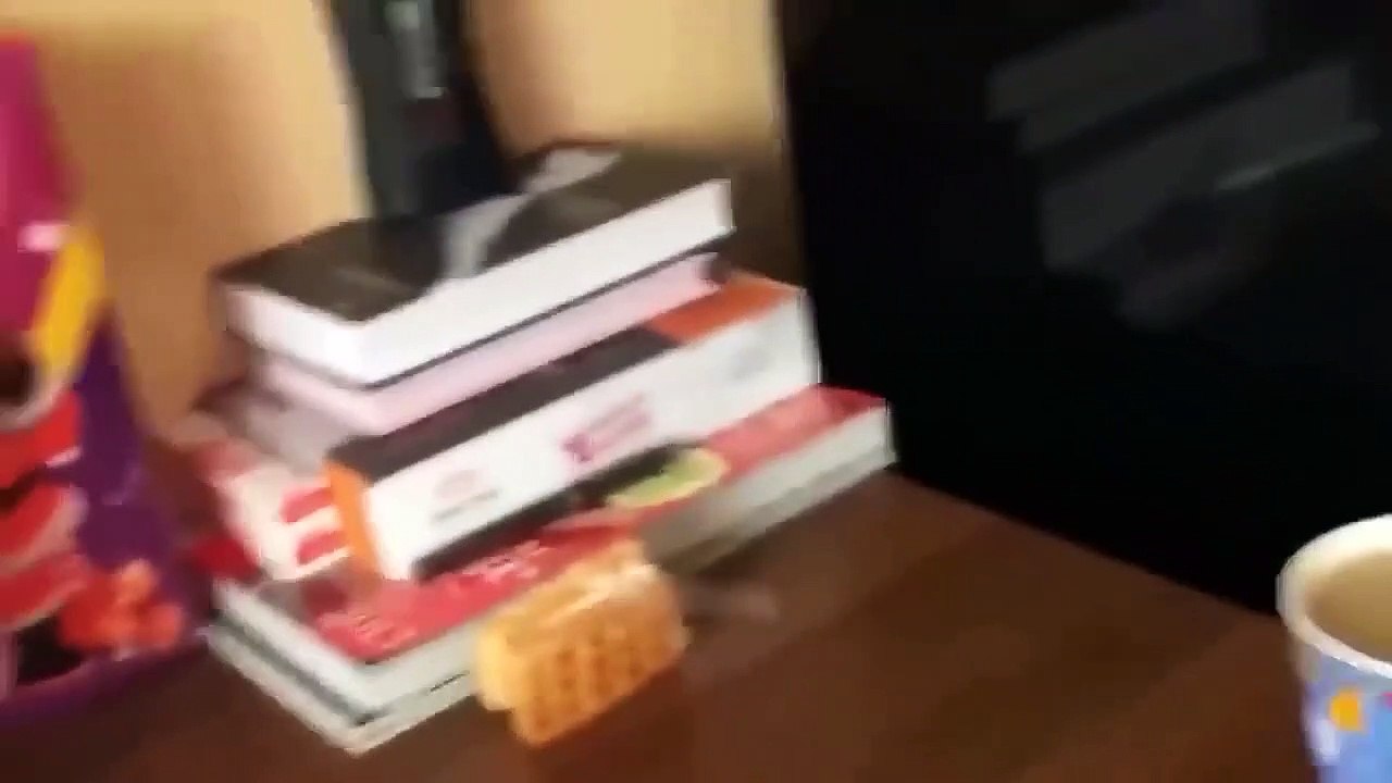 Funny Animal Videos  - Funniest Cats And Dogs Video