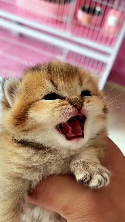 Cute kitten is singing baby kitten so adorable