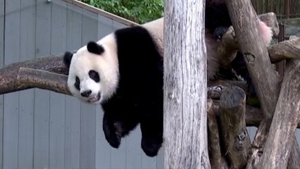 Çin’in "iyi niyet elçisi" pandalar ABD'liler ile vedalaşıyor