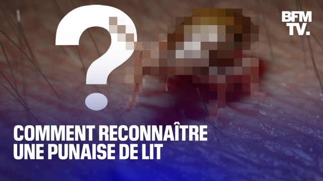 Comment reconnaître une punaise de lit ?