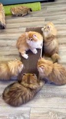 Beautiful Family | Cute Animal | Funny Video | Relaxation