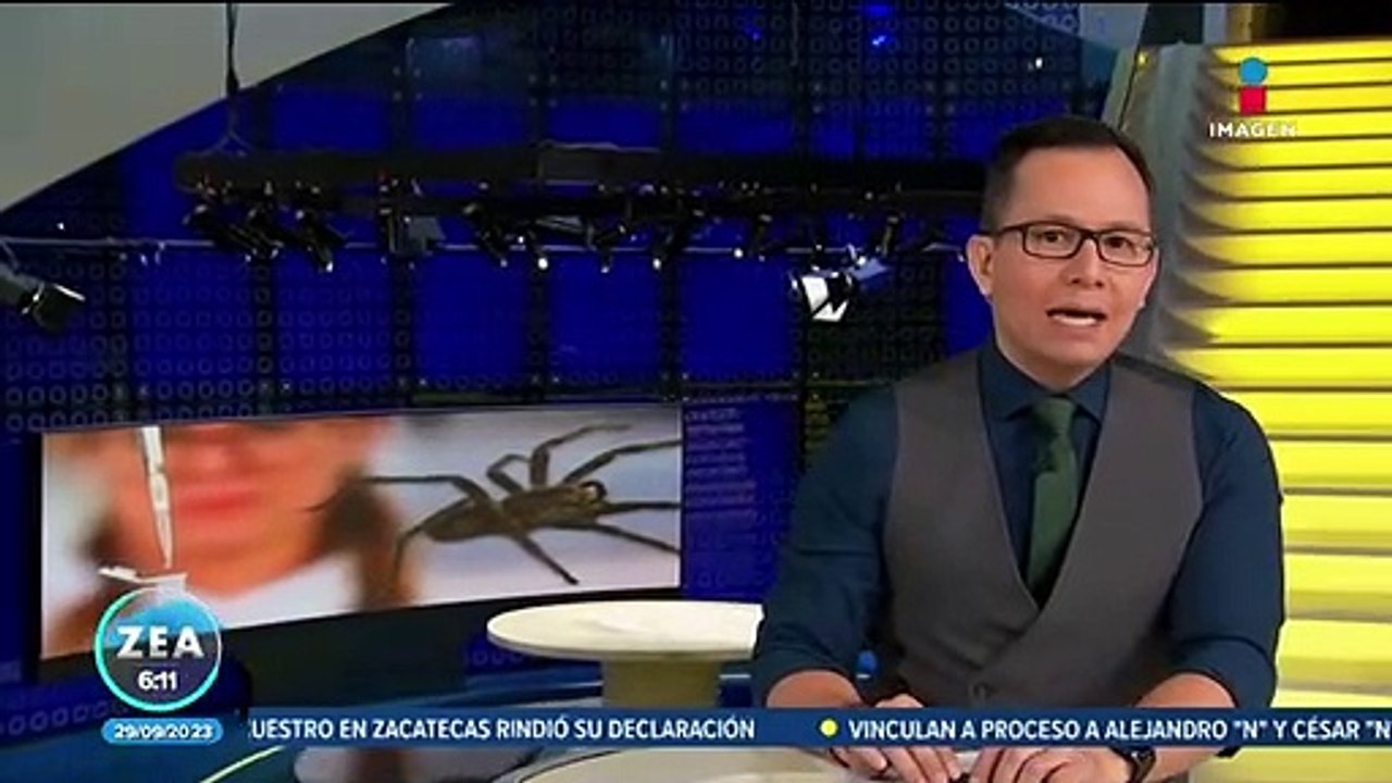 Veneno de araña puede ser clave para el tratamiento de la disfunción eréctil