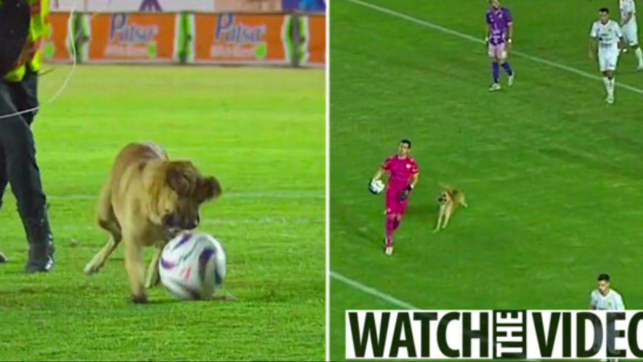 Dog causes chaos during game as it invades pitch before biting ball and ...