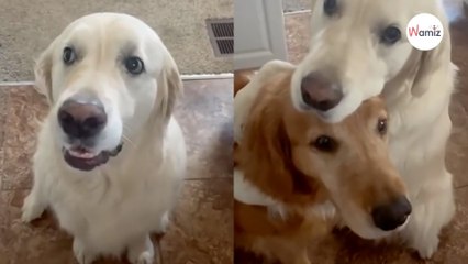 Golden retriever przeprasza brata za swoją „przewinę” i rozbraja wszystkich! (video)