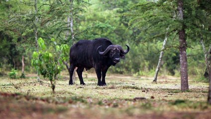 AFRICAN CAPE BUFFALO IN STUNNING 4K
