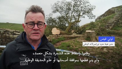 حزن في بريطانيا بسبب قَطع متعمد لشجرة شهيرة عمرها 200 عام