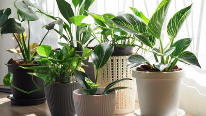 10 Insider Tips for Happier Houseplants