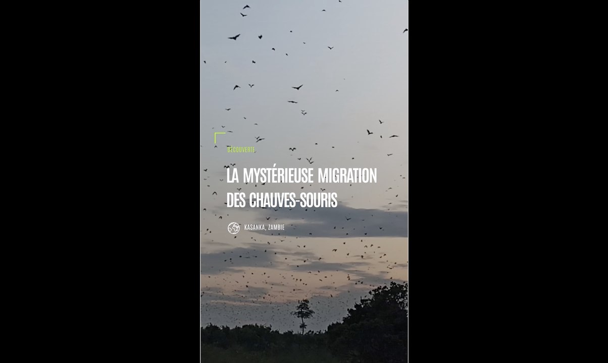 Zambie : la mystérieuse migration des chauves-souris