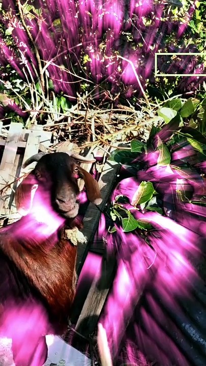 LA CHEVRE VOIT LA VIE EN  ROSE?