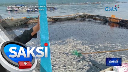Halos 21,000 kilong tilapia, nasayang dahil sa fish kill | Saksi