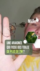 Secrets de l'Araignée d'Or : Découvrez la Trichonephila Inaurata !