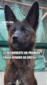 La découverte du premier chien-renard au Brésil !