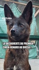 La découverte du premier chien-renard au Brésil !