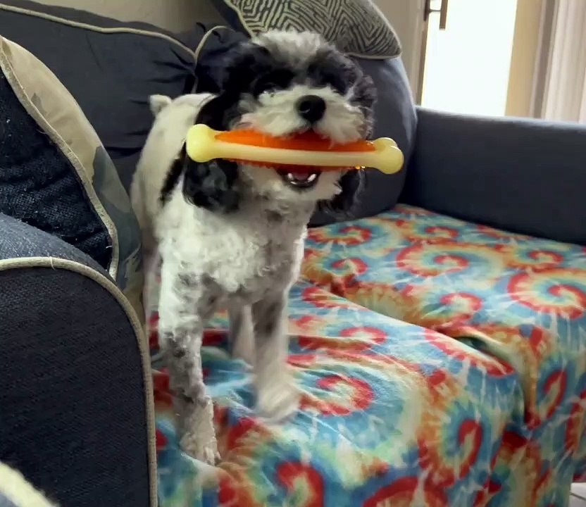Petey The Poodle Does A Prancy Dance