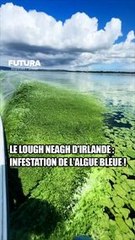 Prolifération alarmante de l'algue bleue en Irlande du Nord ! #science
