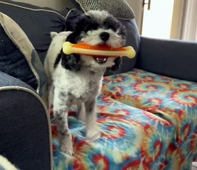 Petey The Poodle Does A Prancy Dance