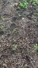 फसल खराब,नीचे गिरने लगी फलियां