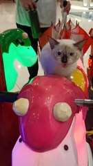 Cat monte un mini manège